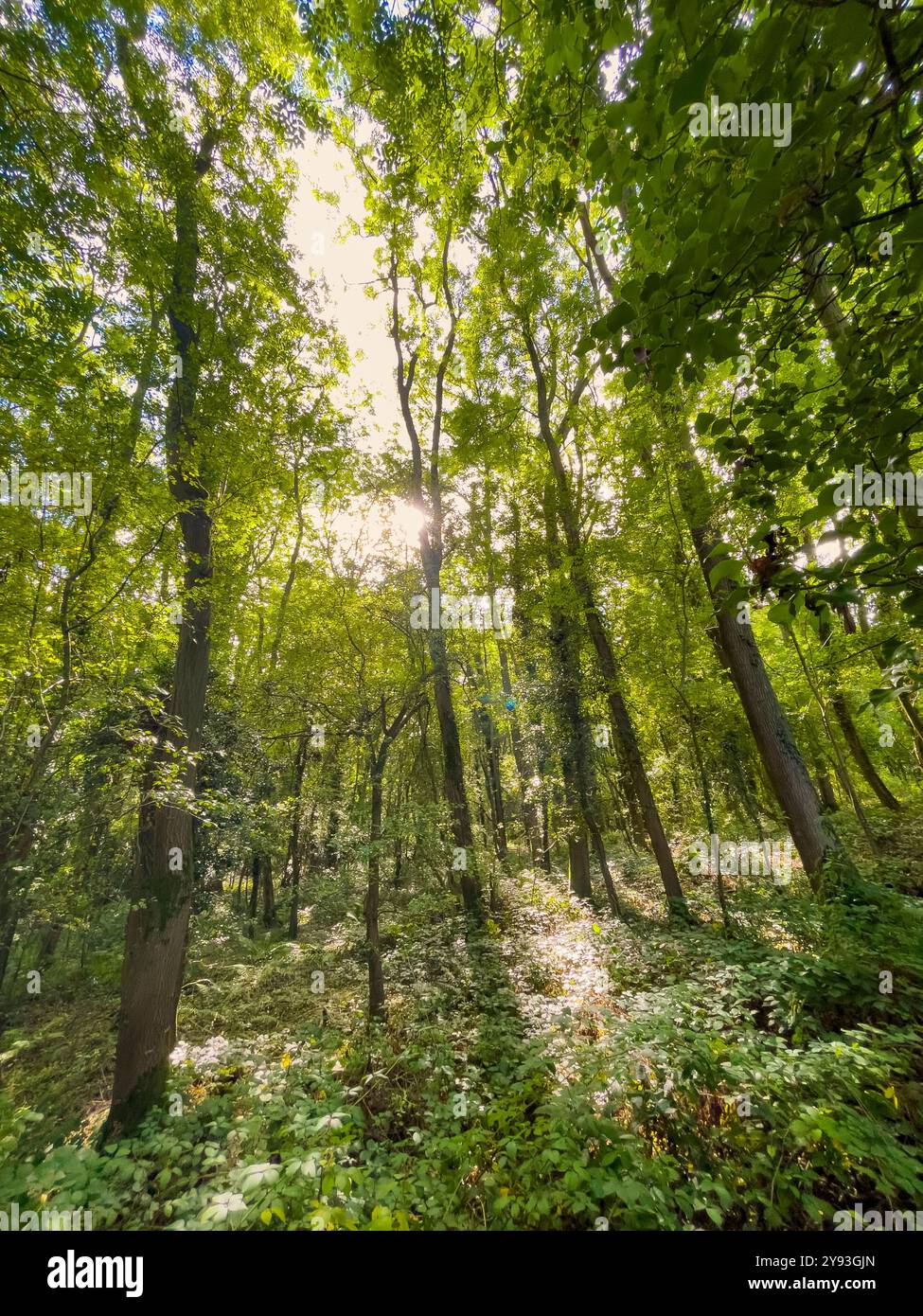 Collin Park Wood Pilz Foray - Smartphone-aufgenommenes Stockfoto