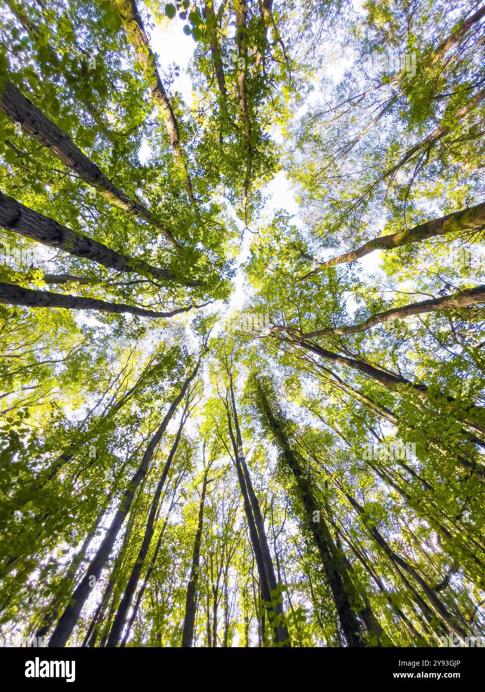 Collin Park Wood Pilz Foray - Smartphone-aufgenommenes Stockfoto