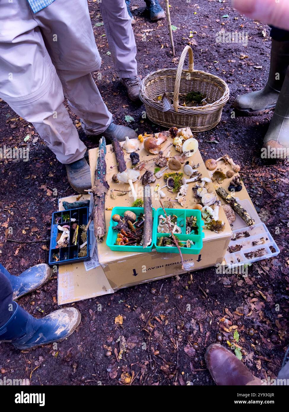 Pilzjäger untersuchen die morgendlichen Funde. Collin Park Wood Pilz Foray - Smartphone-aufgenommenes Stockfoto