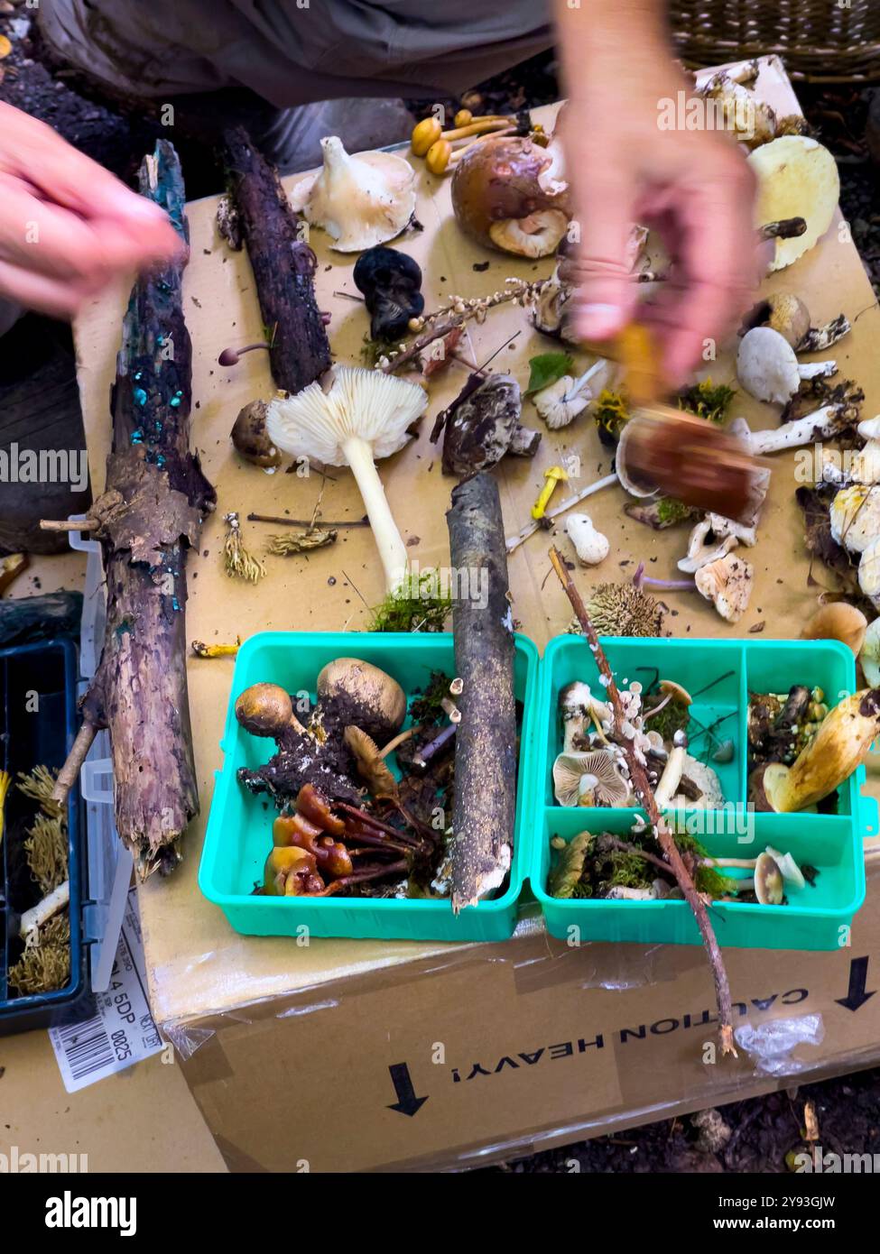 Pilzjäger untersuchen die morgendlichen Funde. Collin Park Wood Pilz Foray - Smartphone-aufgenommenes Stockfoto