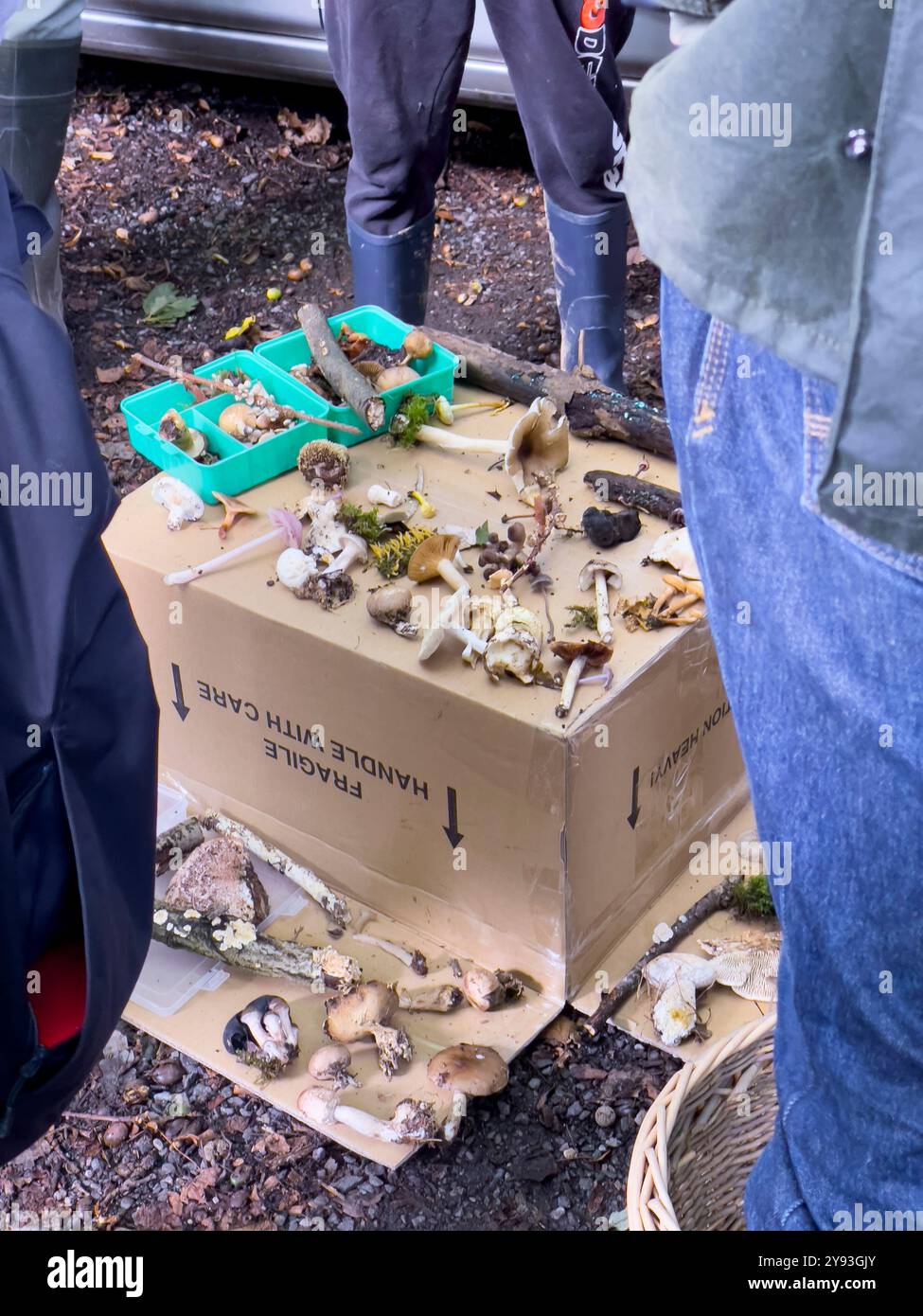 Pilzjäger untersuchen die morgendlichen Funde. Collin Park Wood Pilz Foray - Smartphone-aufgenommenes Stockfoto