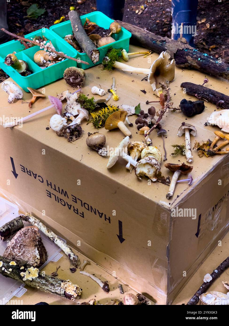 Pilzjäger untersuchen die morgendlichen Funde. Collin Park Wood Pilz Foray - Smartphone-aufgenommenes Stockfoto