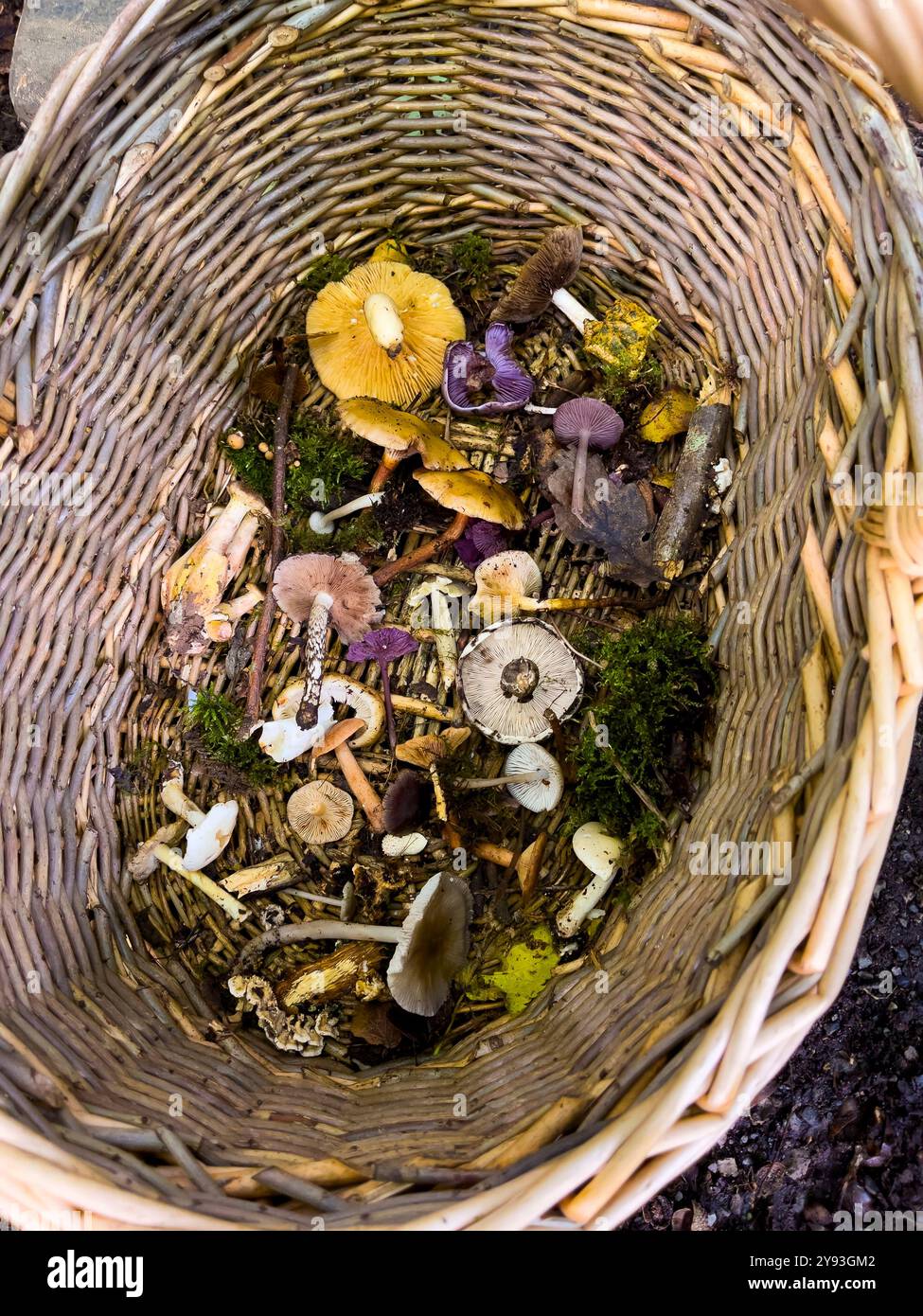 Pilzjäger untersuchen die morgendlichen Funde. Collin Park Wood Pilz Foray - Smartphone-aufgenommenes Stockfoto