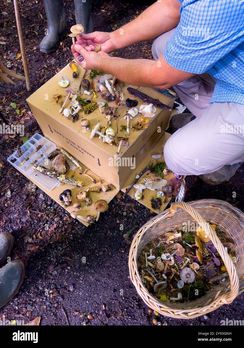 Pilzjäger untersuchen die morgendlichen Funde. Collin Park Wood Pilz Foray - Smartphone-aufgenommenes Stockfoto