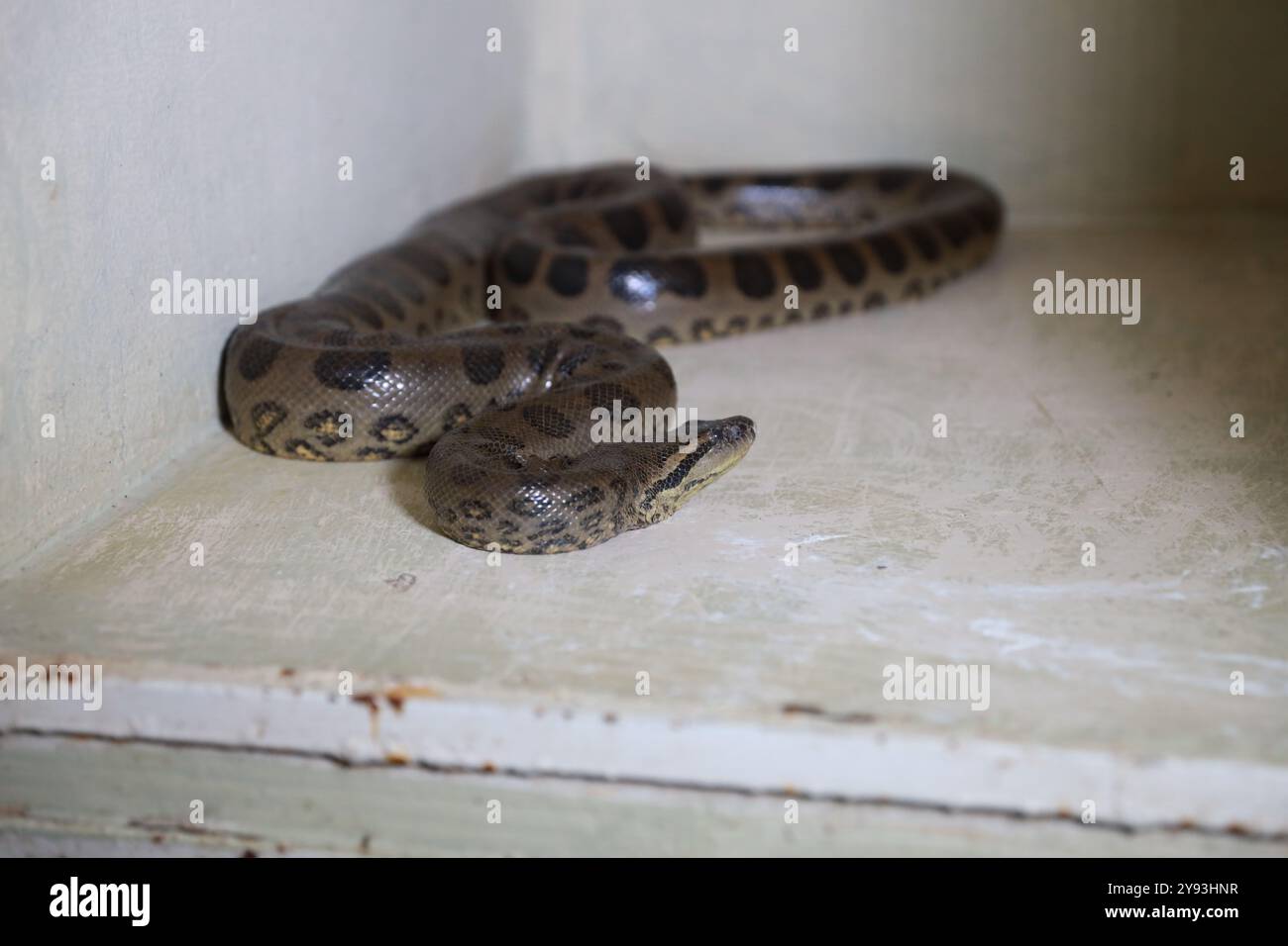 salvador, bahia, brasilien - 8. august 2024: Schlange wird in einem Behandlungszentrum für Wildtiere in Salvador gesehen. Stockfoto