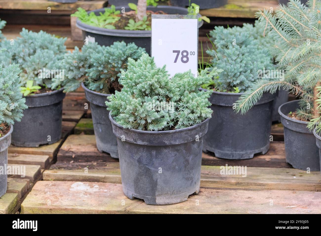 Setzlinge von Nadelpflanzen für die Landschaftsgestaltung. Im Pflanzenzügler werden Weihnachtsbaumkeimlinge verkauft. Stockfoto