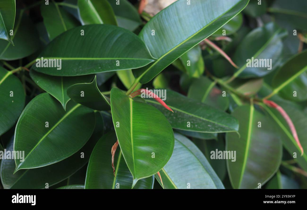 monstera subpinnata Monstera subpinnata main image 0