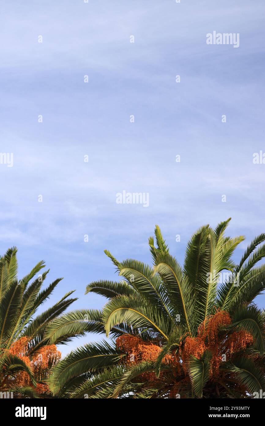 Dattelpalme mit goldgelben Datteln am Himmel. Wunderschöner Blick auf die Spitze einer Dattelpalme mit üppigen Blättern vor dem blauen Himmel. Bäume. Hohes Datum p Stockfoto