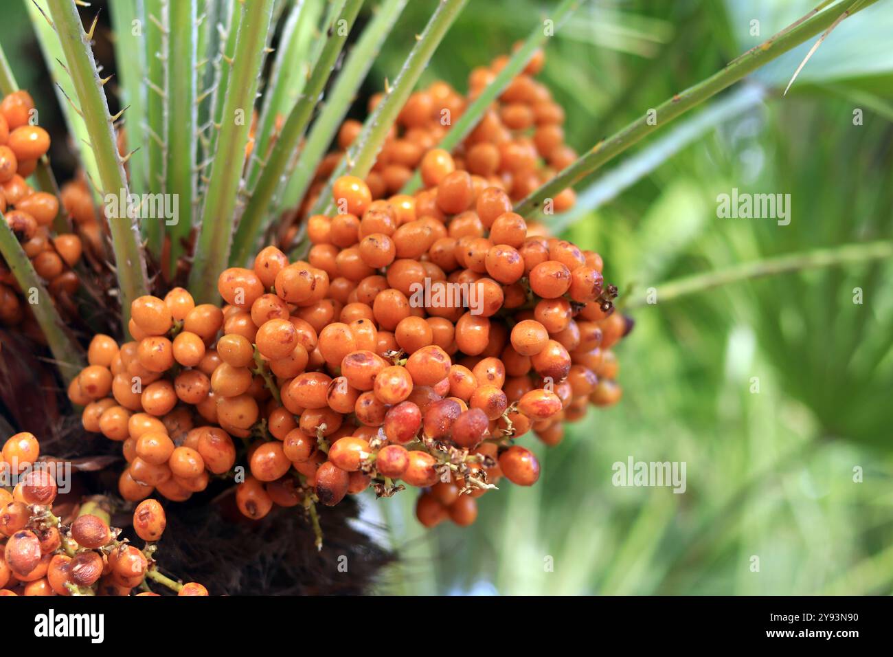 Fruchtige Zwergfächerpalme. Nahaufnahme der Fächerpalme an einem sonnigen Tag. Tropischer exotischer Baum, Nahaufnahme. Palmzweig mit Früchten in Nahaufnahme. Anlagenhintergrund. Cham Stockfoto