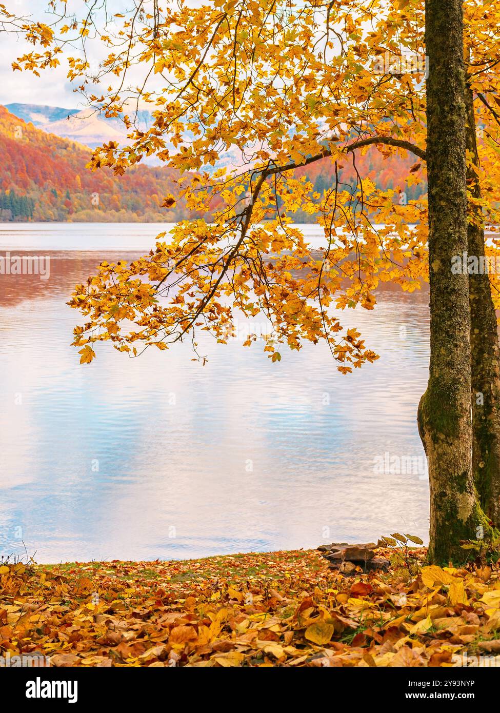 Berglandschaft mit See im Herbst. Ahornbäume in bunten Blättern am Ufer. Bewölktes Wetter. Wasserreservoir der ukraine Stockfoto