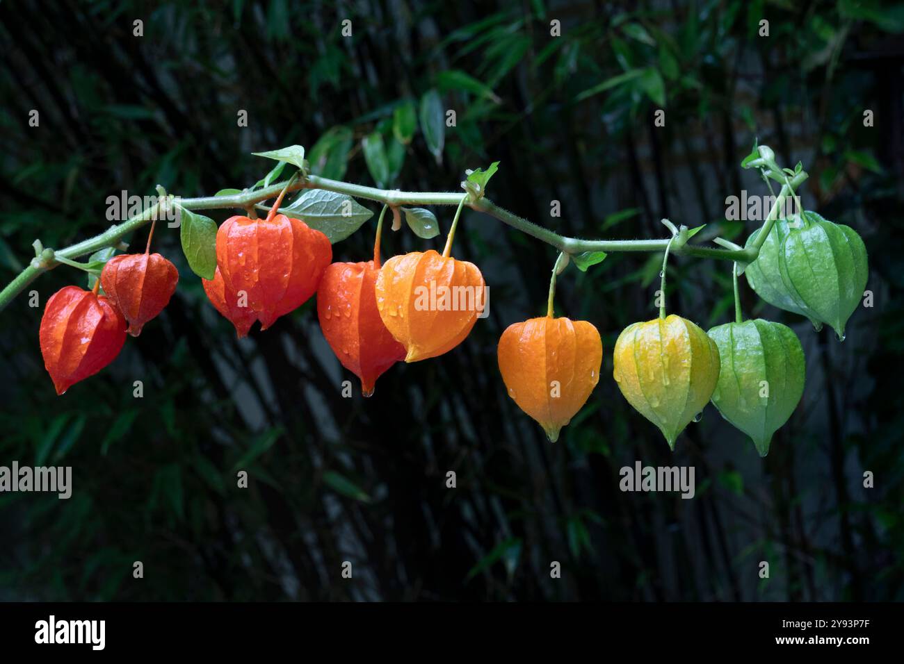Zweig von Physalis alkekengi aus der Nähe im Garten Stockfoto