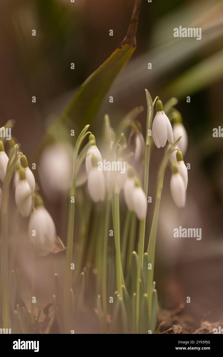 Eine Gruppe von Schneeglöckchen (Galanthus) in einem frühen Stadium mit verschwommenem Vorder- und Hintergrund Stockfoto