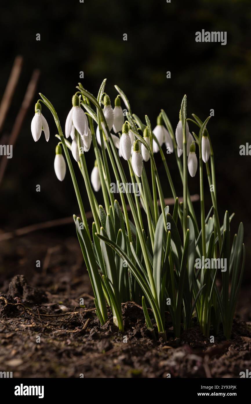 Eine Gruppe von Schneeglöckchen (Galanthus) in einem frühen Stadium mit verschwommenem Hintergrund Stockfoto