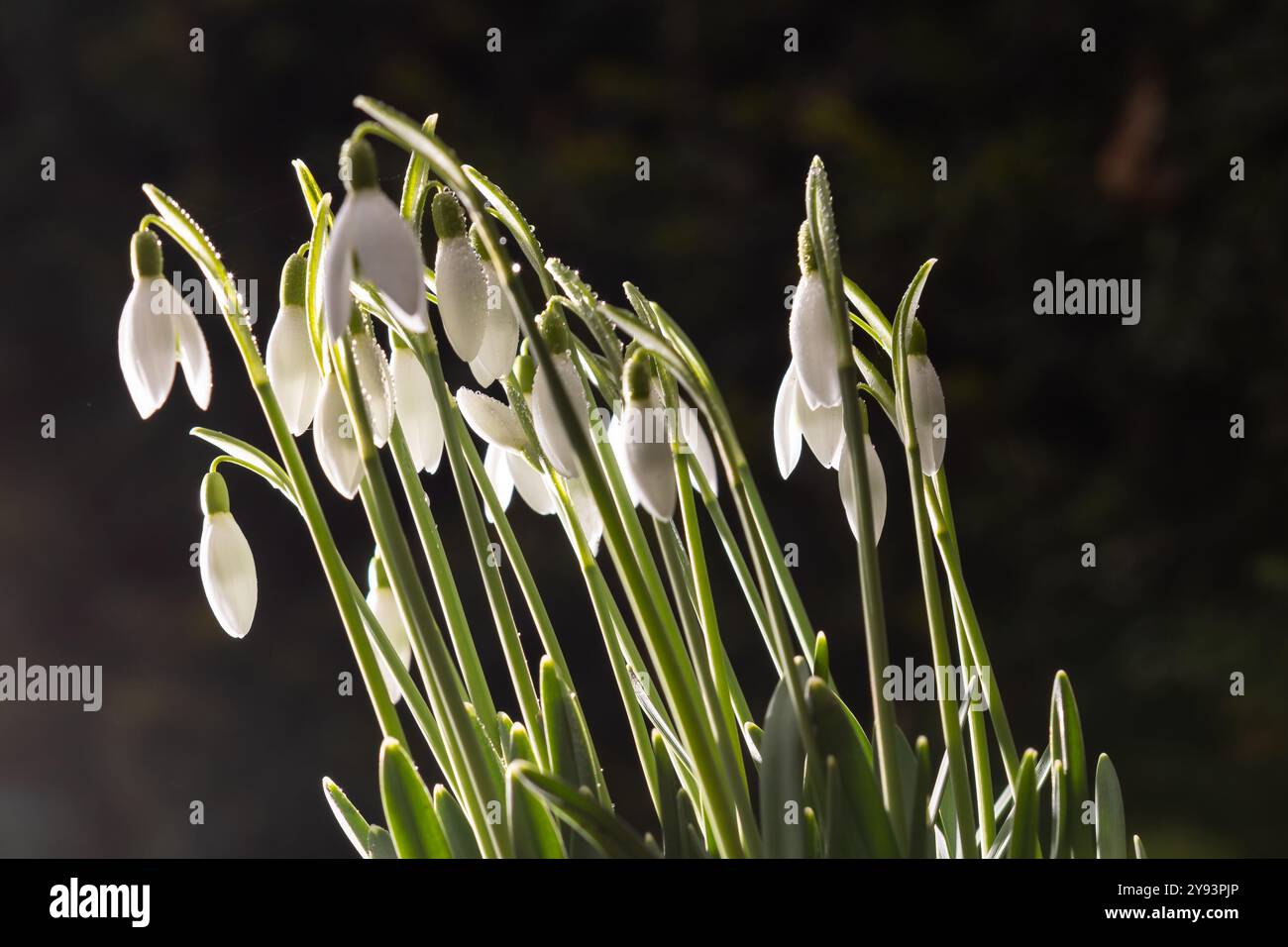 Eine Gruppe von Schneeglöckchen (Galanthus) in einem frühen Stadium mit verschwommenem Hintergrund Stockfoto