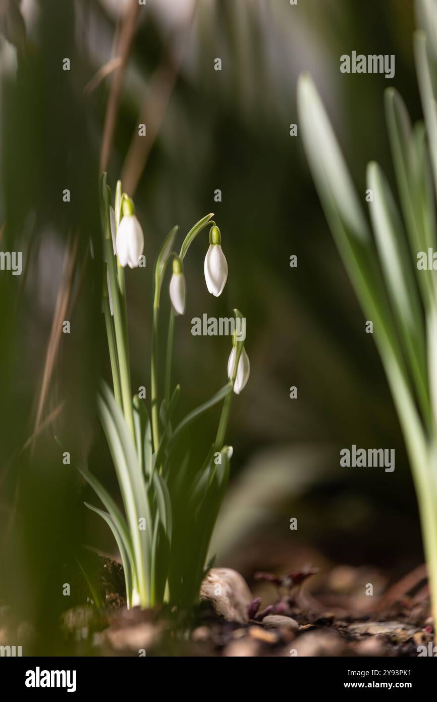 Eine Gruppe von Schneeglöckchen (Galanthus) in einem frühen Stadium mit verschwommenem Vorder- und Hintergrund Stockfoto