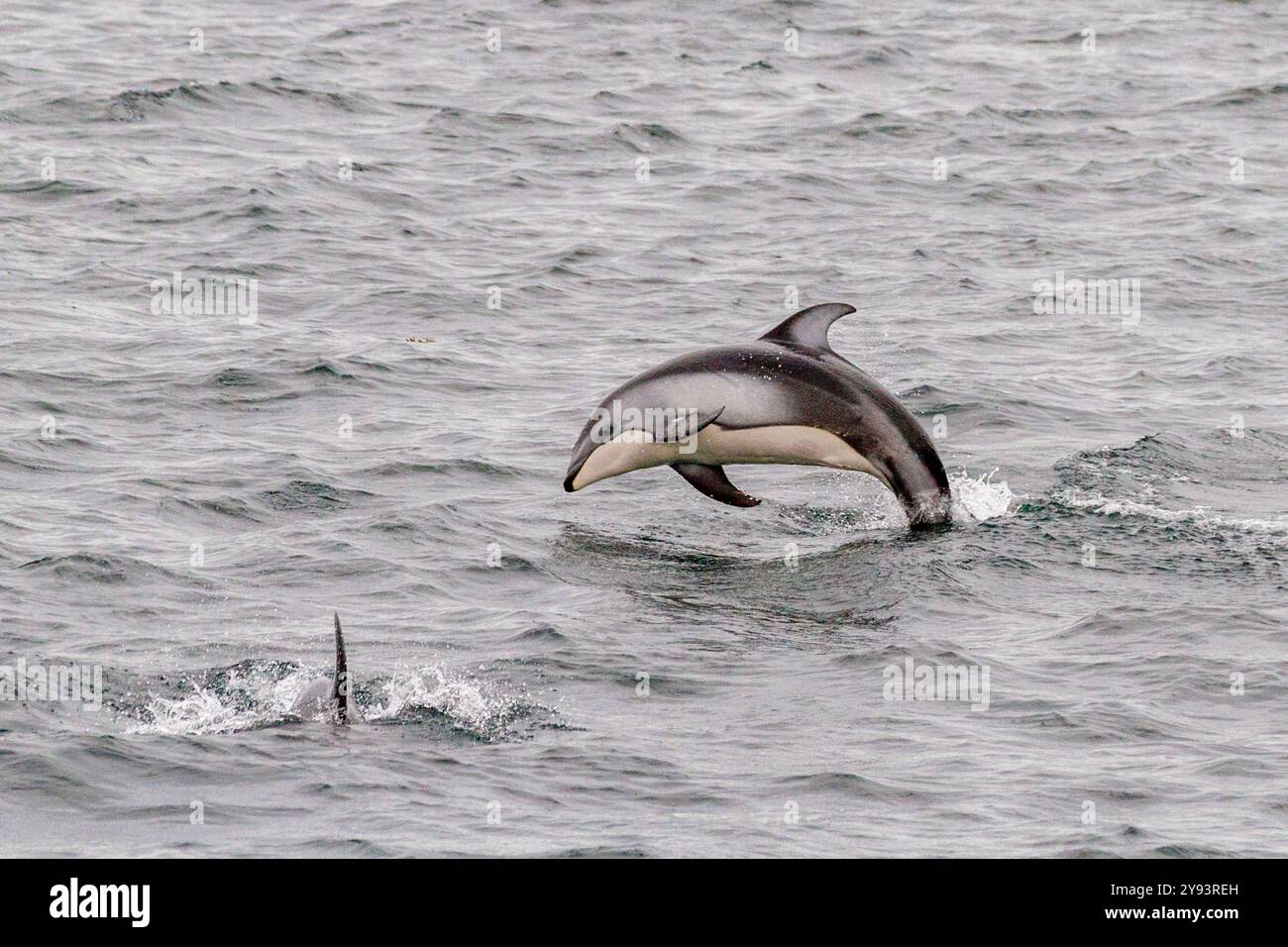Eine Gruppe von pazifischen Weißseidendelfinen (Lagenorhynchus obliquidens), die in der Johnstone Strait, British Columbia, Kanada, Nordamerika auftauchen Stockfoto