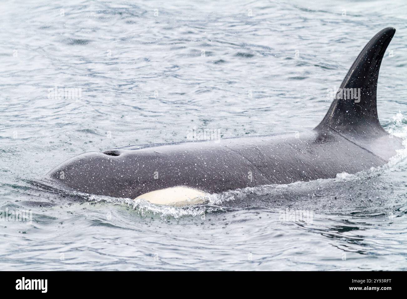 Ausgewachsene Killerwal (Orcinus Orca) taucht in der Chatham Strait, Südost-Alaska, USA, Pazifik, Nordamerika auf Stockfoto