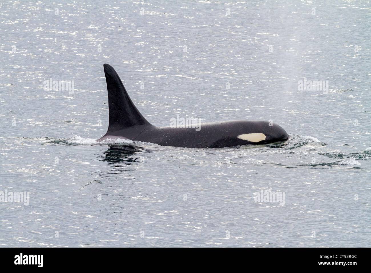 Ausgewachsener Bullenschwertwal (Orcinus Orca) taucht in der Chatham Strait, Südost-Alaska, USA, Pazifik, Nordamerika auf Stockfoto