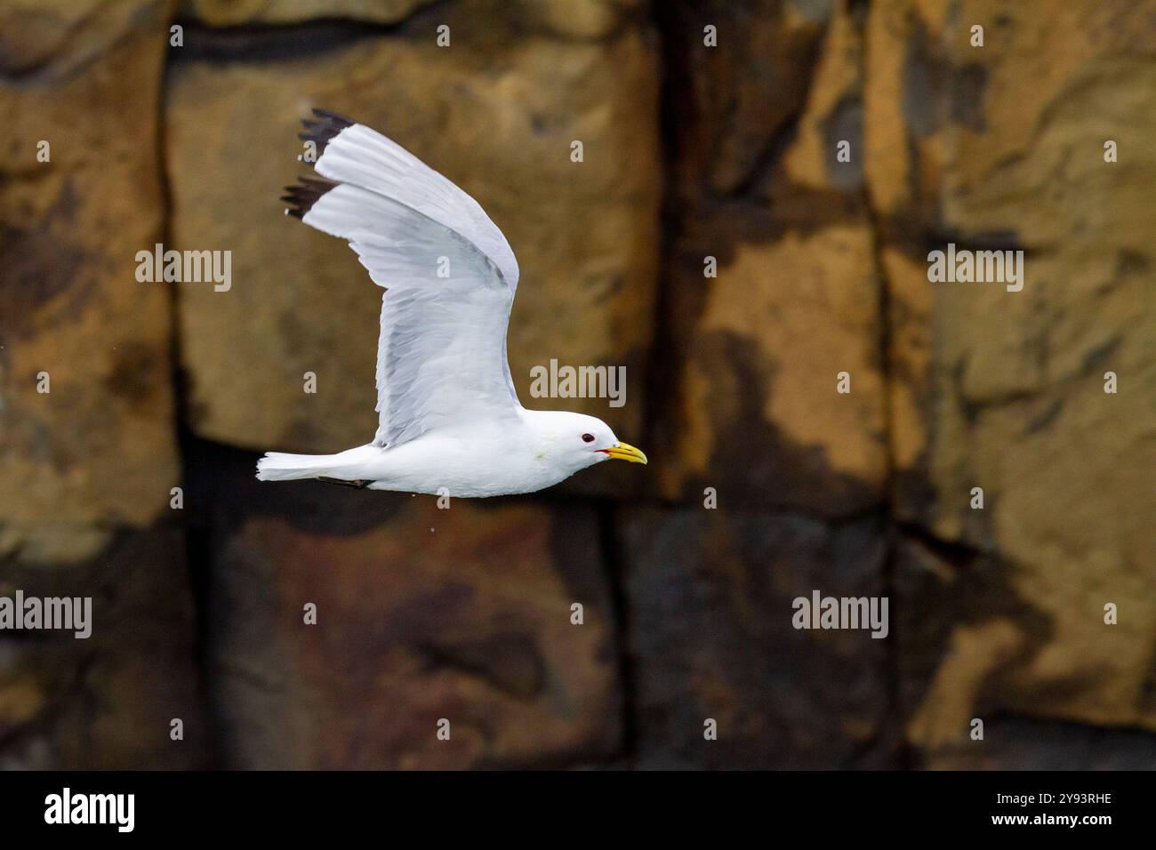 Adulte Schwarzbeinkätzchen (Rissa tridactyla) im Flug in der Nähe der Alexander-Insel im Franz-Josef-Land, Russland, Eurasien Stockfoto