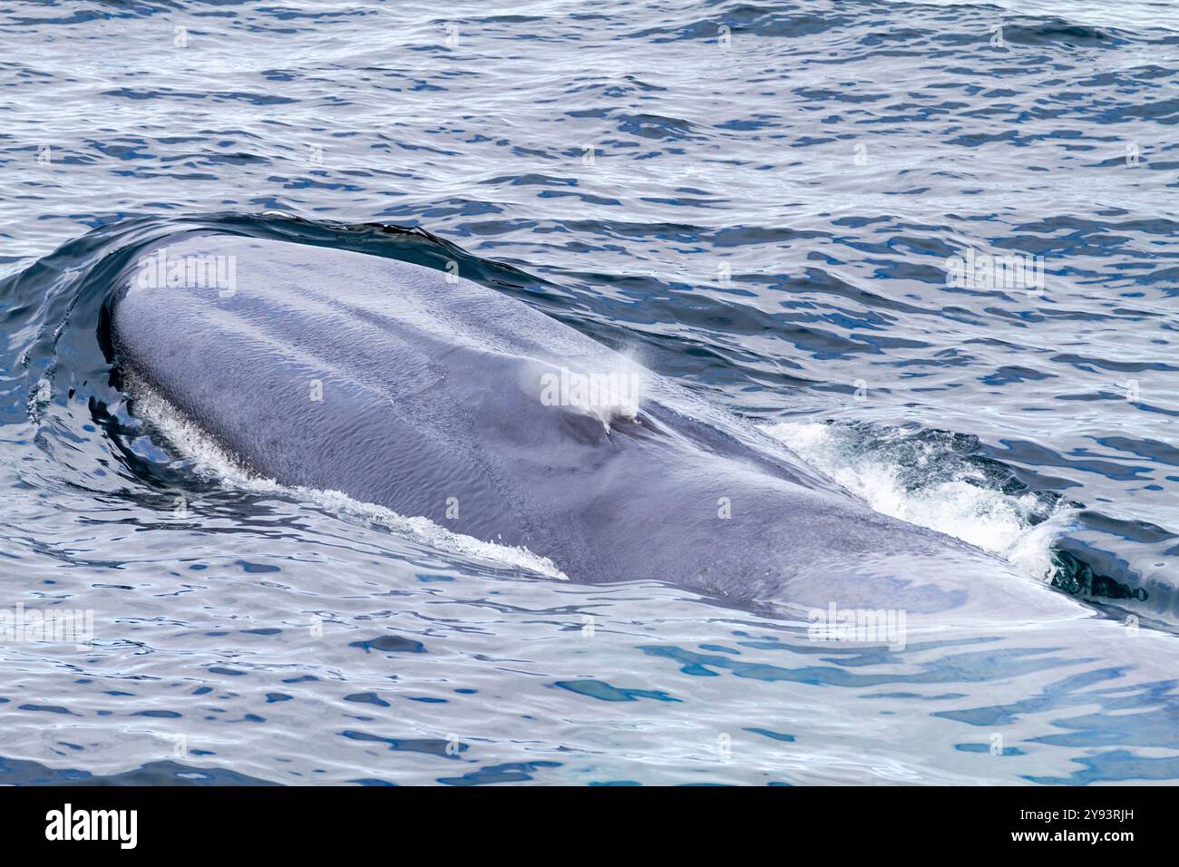 Eine sehr seltene Sichtung eines erwachsenen Blauwals (Balaenoptera musculus), der auf dem Svalbard-Archipel in Norwegen, der Arktis, Europa auftaucht Stockfoto
