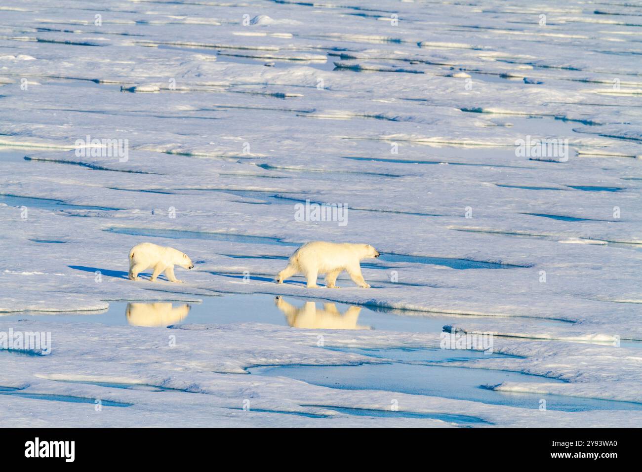 Eine Mutter und ein Jungpolarbär (Ursus maritimus), die im Svalbard-Archipel, Norwegen, Arktis und Europa von einer Eisscholle zur nächsten reist Stockfoto