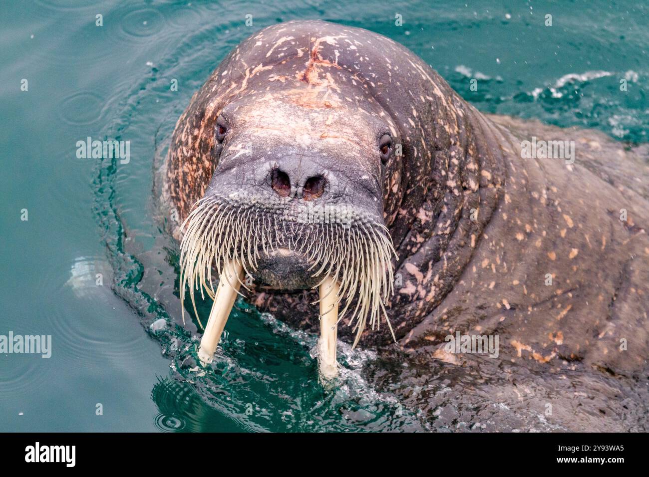 Neugierige erwachsene Bullen (Odobenus rosmarus rosmarus) nähern sich dem Schiff auf der Insel Moffen im Svalbard-Archipel, Norwegen, Arktis, Europa Stockfoto