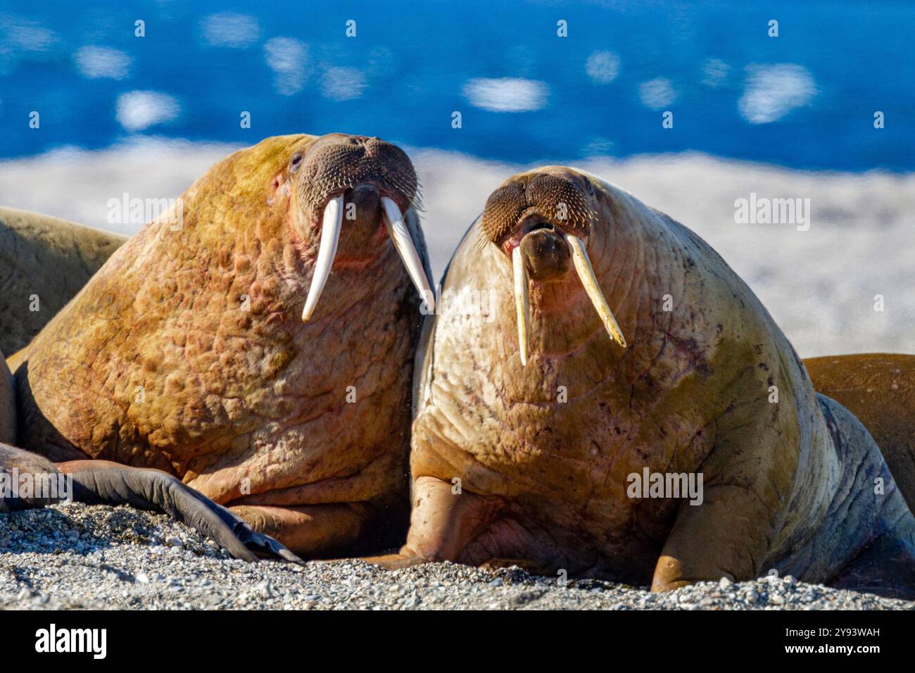 Ausgewachsene Bullenwalrosse (Odobenus rosmarus rosmarus) wurden am Strand im Svalbard-Archipel in Norwegen, Arktis, Europa gezogen Stockfoto