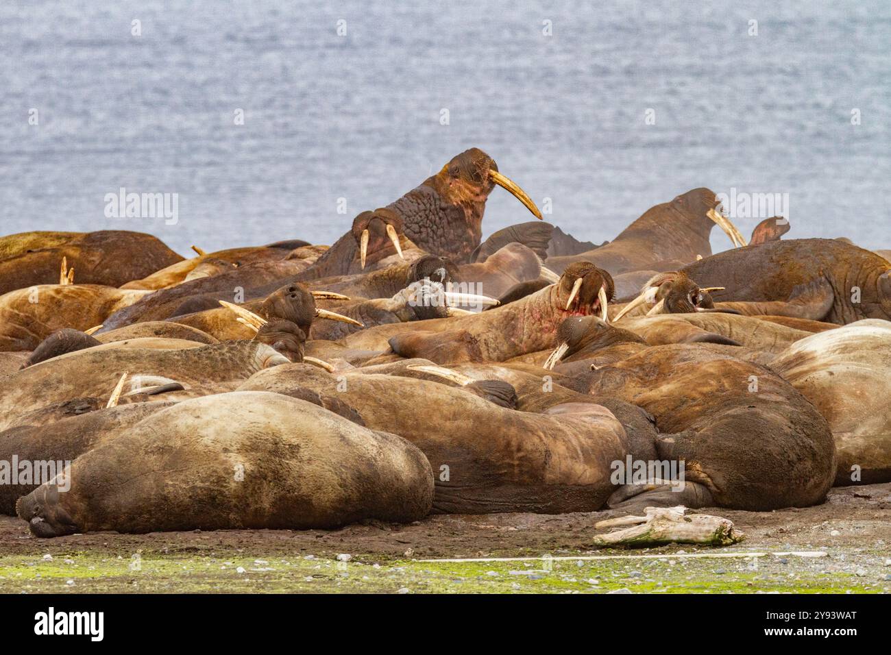 Ausgewachsene Bullenwalrosse (Odobenus rosmarus rosmarus) wurden am Strand im Svalbard-Archipel in Norwegen, Arktis, Europa gezogen Stockfoto