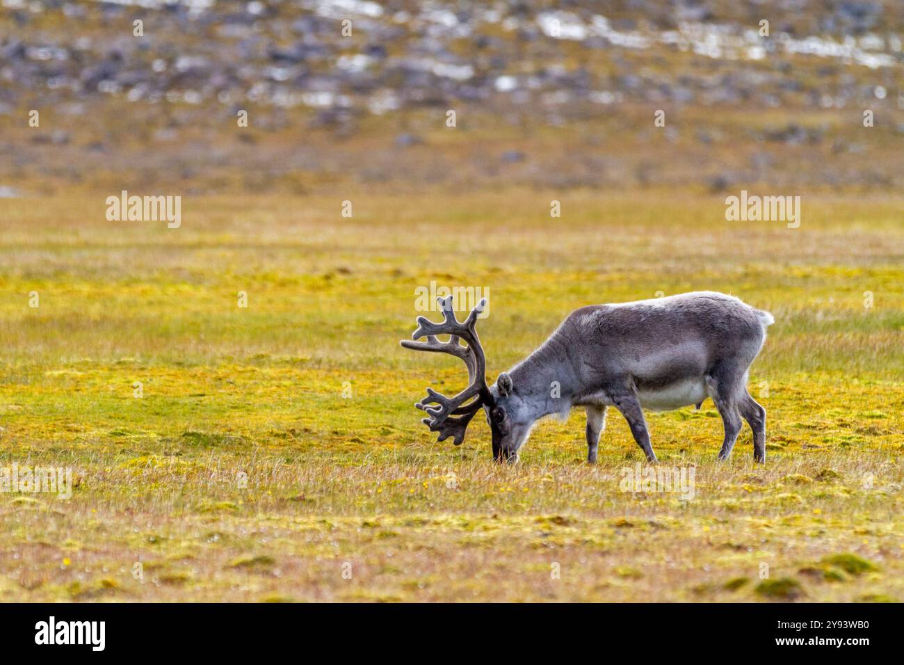 Ausgewachsene Svalbard-Rentiere (Rangifer tarandus platyrhynchus) auf Tundra im Svalbard-Archipel, Norwegen, Arktis, Europa Stockfoto