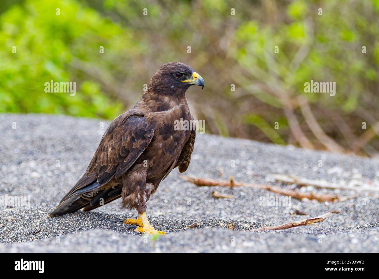 Erwachsener Galapagos Falke (Buteo galapagoensis) im Galapagos Island Archipel, UNESCO-Weltkulturerbe, Ecuador, Südamerika Stockfoto