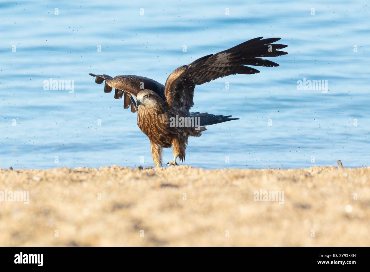 Ein schwarzer Drachen mit erhöhten Flügeln spaziert am Flussufer entlang Stockfoto