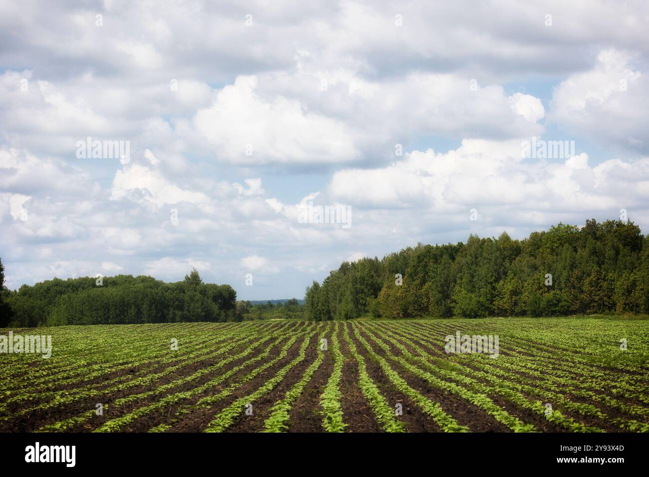 Feld mit Reihen grüner Sprossen Stockfoto