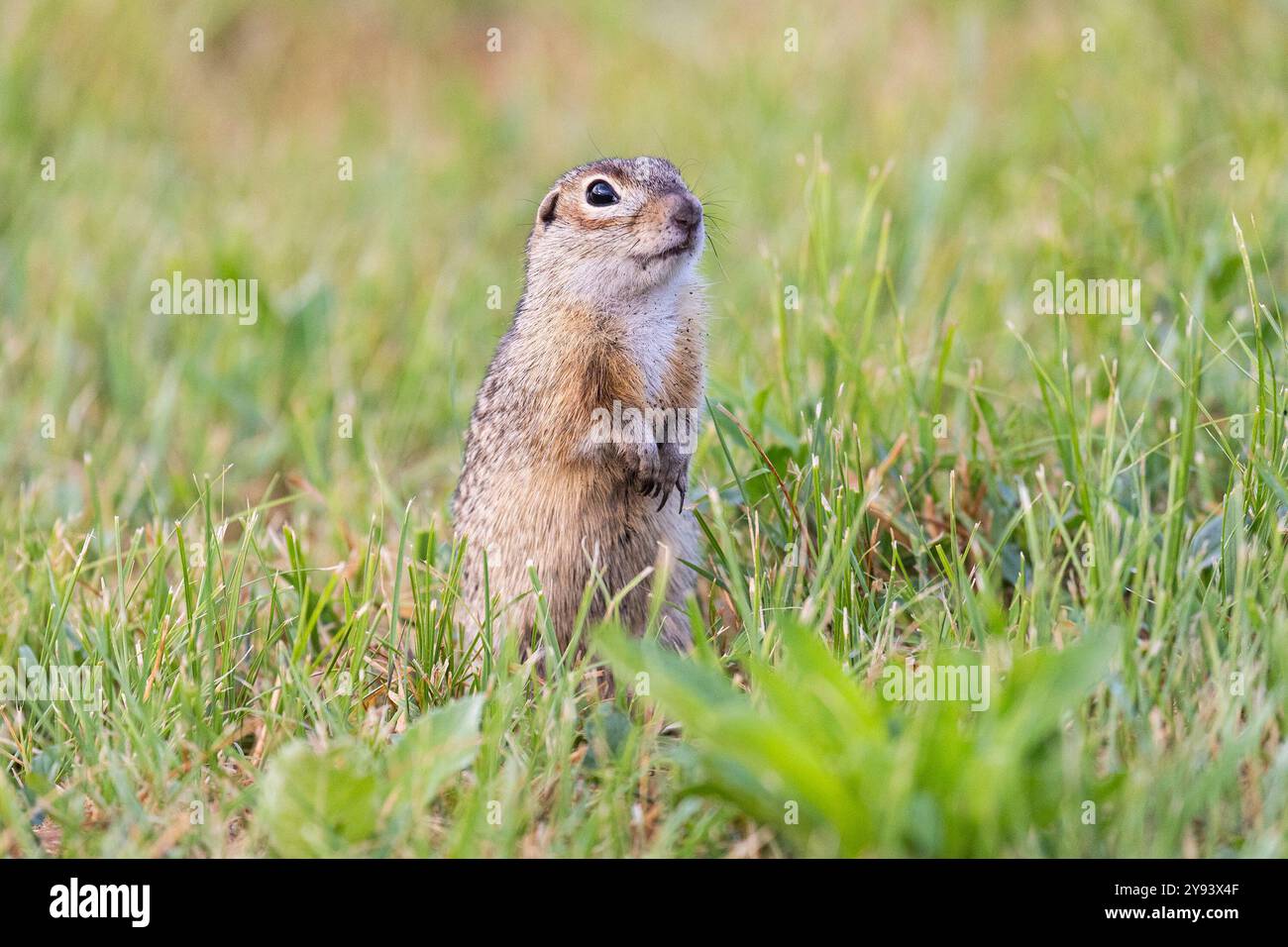 Das gefleckte Eichhörnchentier steht auf seinen Hinterbeinen Stockfoto