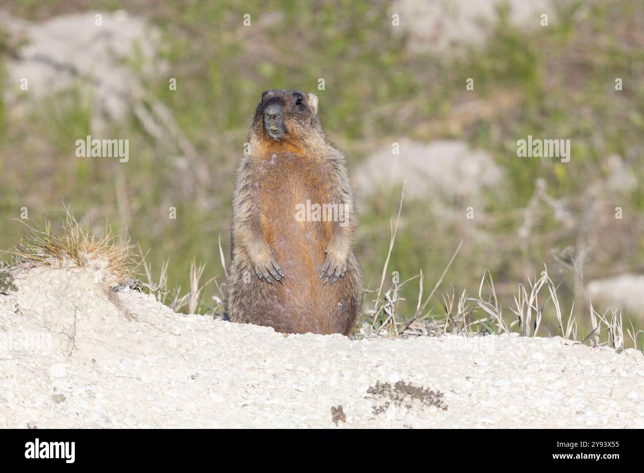 Bobak Murmeltier steht am Sommertag auf einem Gras Stockfoto