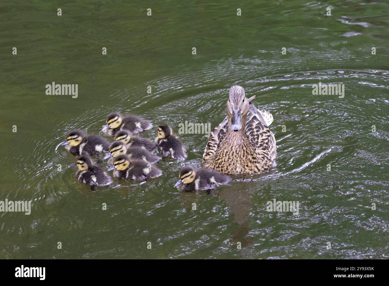 Mutter Ente mit ihren Enten aus nächster Nähe Stockfoto