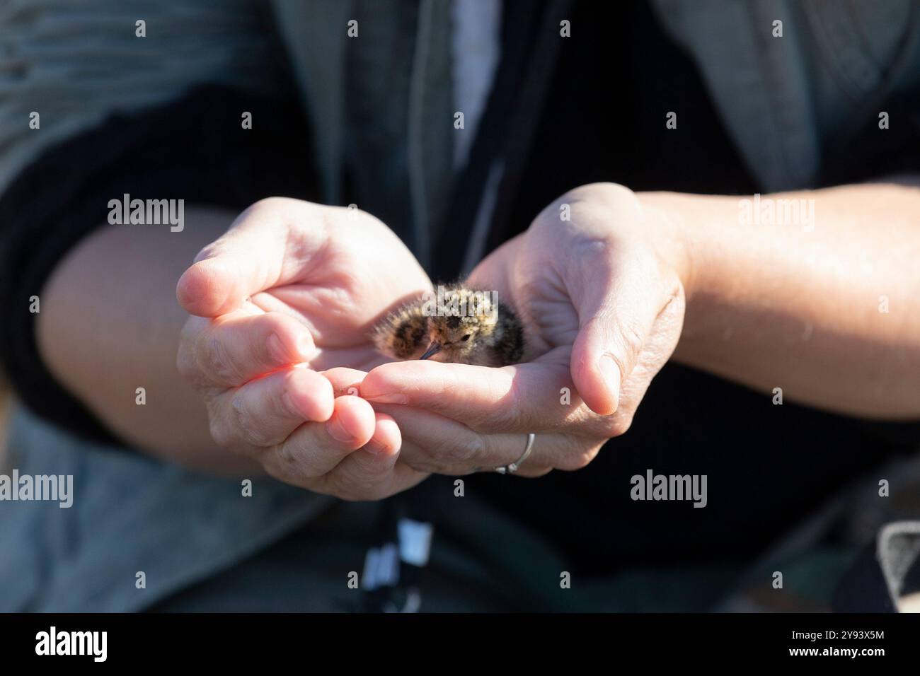 Ein kleines Mädchen in den Händen eines Ornithologen Stockfoto