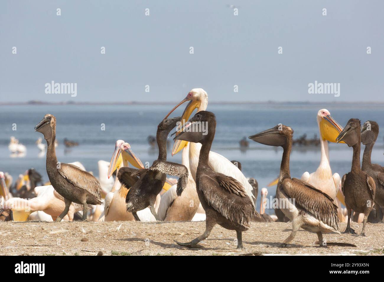 Pinkfarbene Pelikane mit Küken am Ufer des Manich-Gudilo-Sees in Kalmykia, Russland Stockfoto