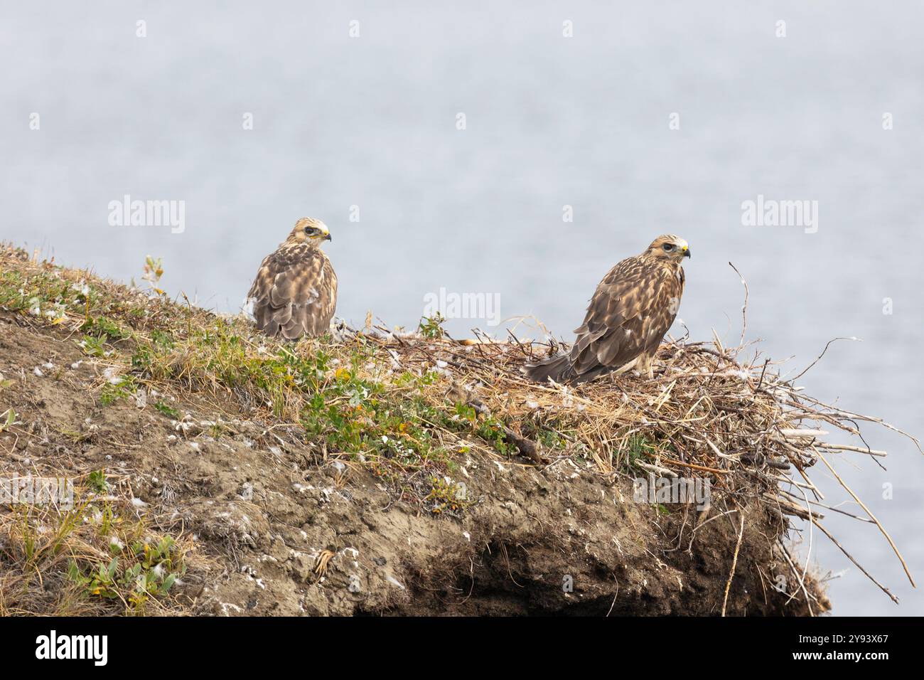 Zwei junge Bussardküken sitzen in einem Nest am Rand einer Klippe Stockfoto