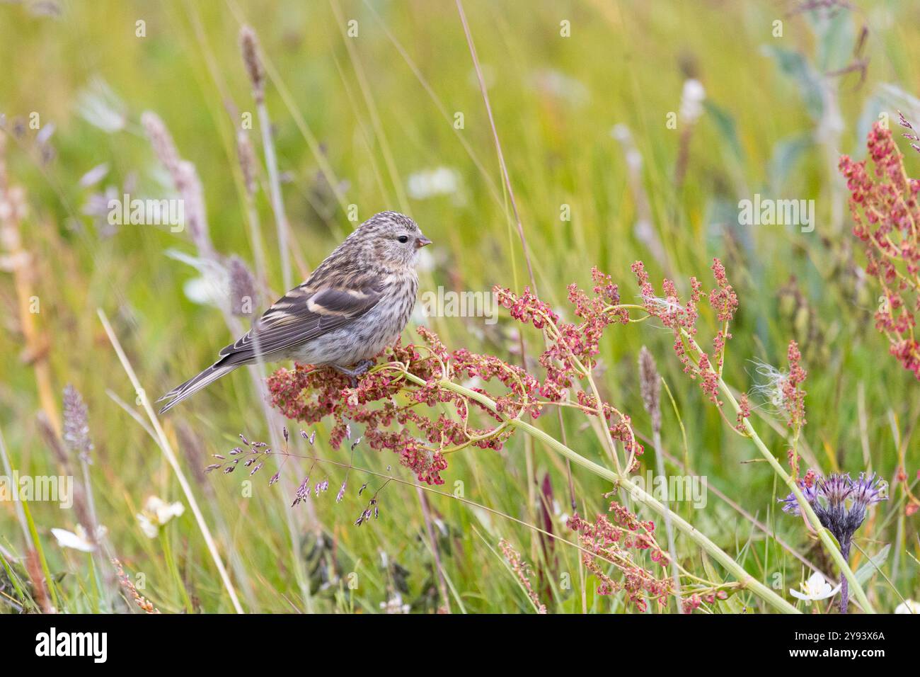 Junger Rotpoll frisst Sauerampfer Samen Stockfoto