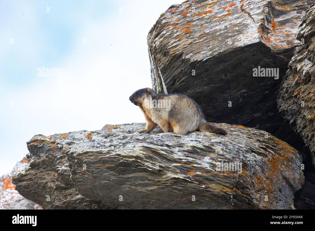 Marmota camtschatica oder Schwarzes Murmeltier sitzt auf einem Felsen. Russland Stockfoto