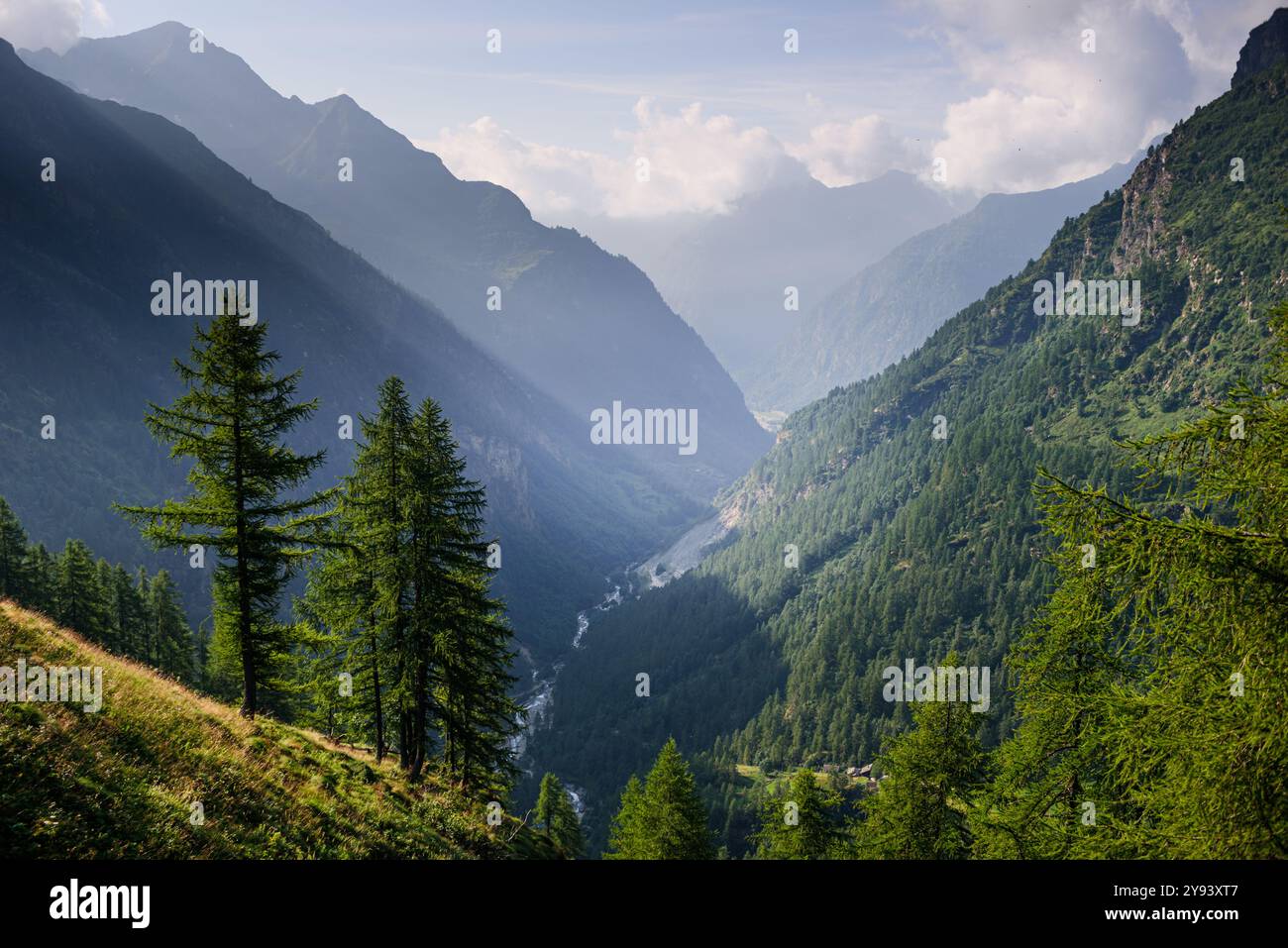 Almwiesen und Wald im Sommer vor dem Monte Rosa, Naturpark Valsesia und das Hochstrona, Piemont, italienische Alpen, Italien, Europa Stockfoto