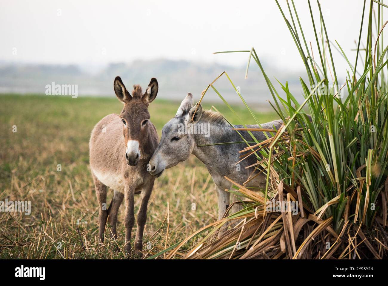 Esel auf einem Nilufer, Ägypten, Nordafrika, Afrika Stockfoto