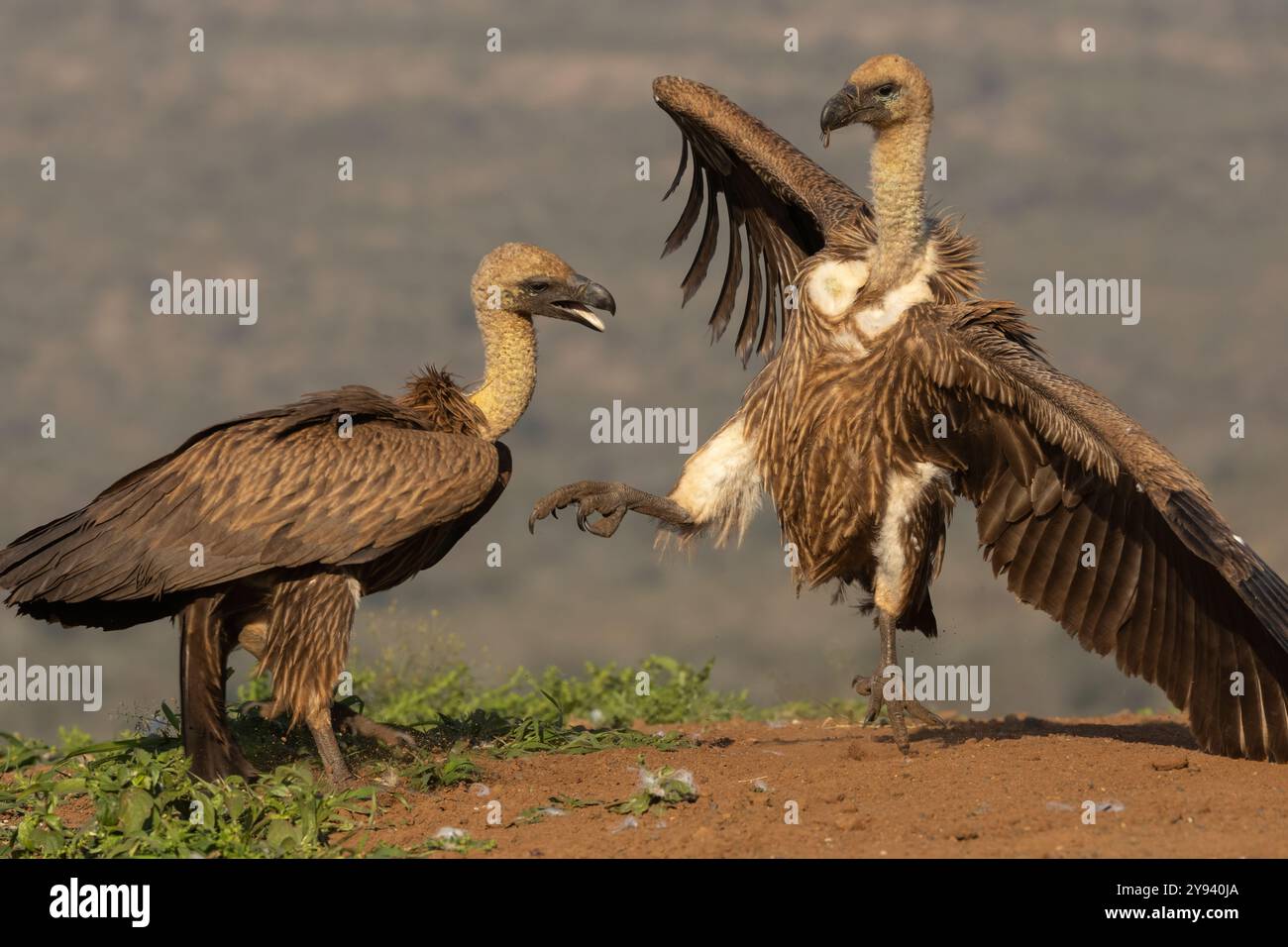 Weißgeier (Gyps africanus) kämpfen, Zimanga privates Wildreservat, KwaZulu-Natal, Südafrika, Afrika Stockfoto