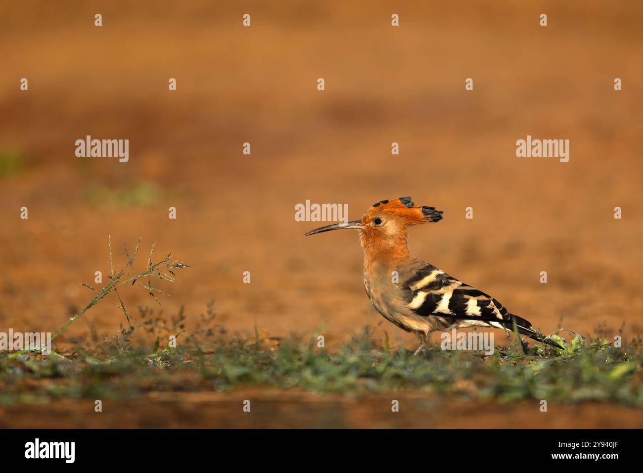 Afrikanischer Wiedehopf (Upupa africana), Zimanga Wildreservat, KwaZulu-Natal, Südafrika Stockfoto