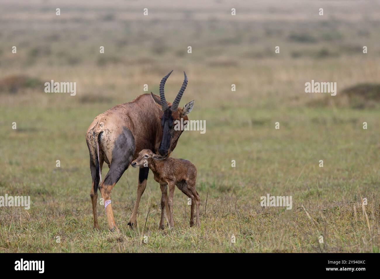 Topi (Damaliscus lunatus) mit neugeborenem Kalb, Masai Mara, Kenia, Ostafrika, Afrika Stockfoto