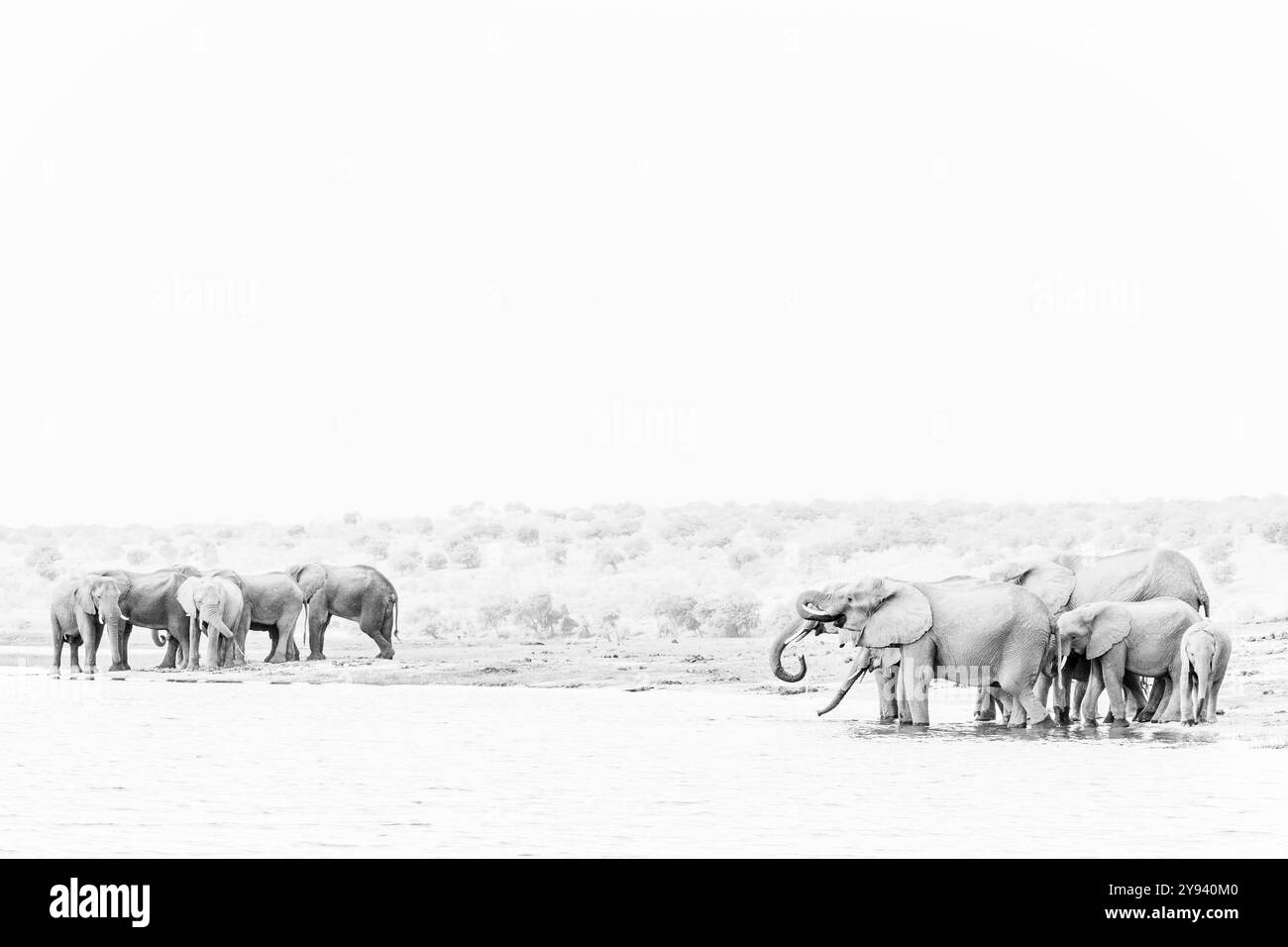 Elefanten (Loxodonta africana) trinken im Chobe River, Chobe National Park, Botswana, Afrika Stockfoto