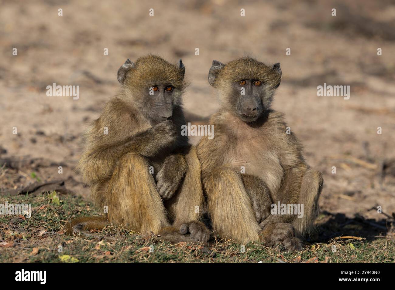 Chacma Paviane (Papio ursinus), Chobe Nationalpark, Botswana, Afrika Stockfoto
