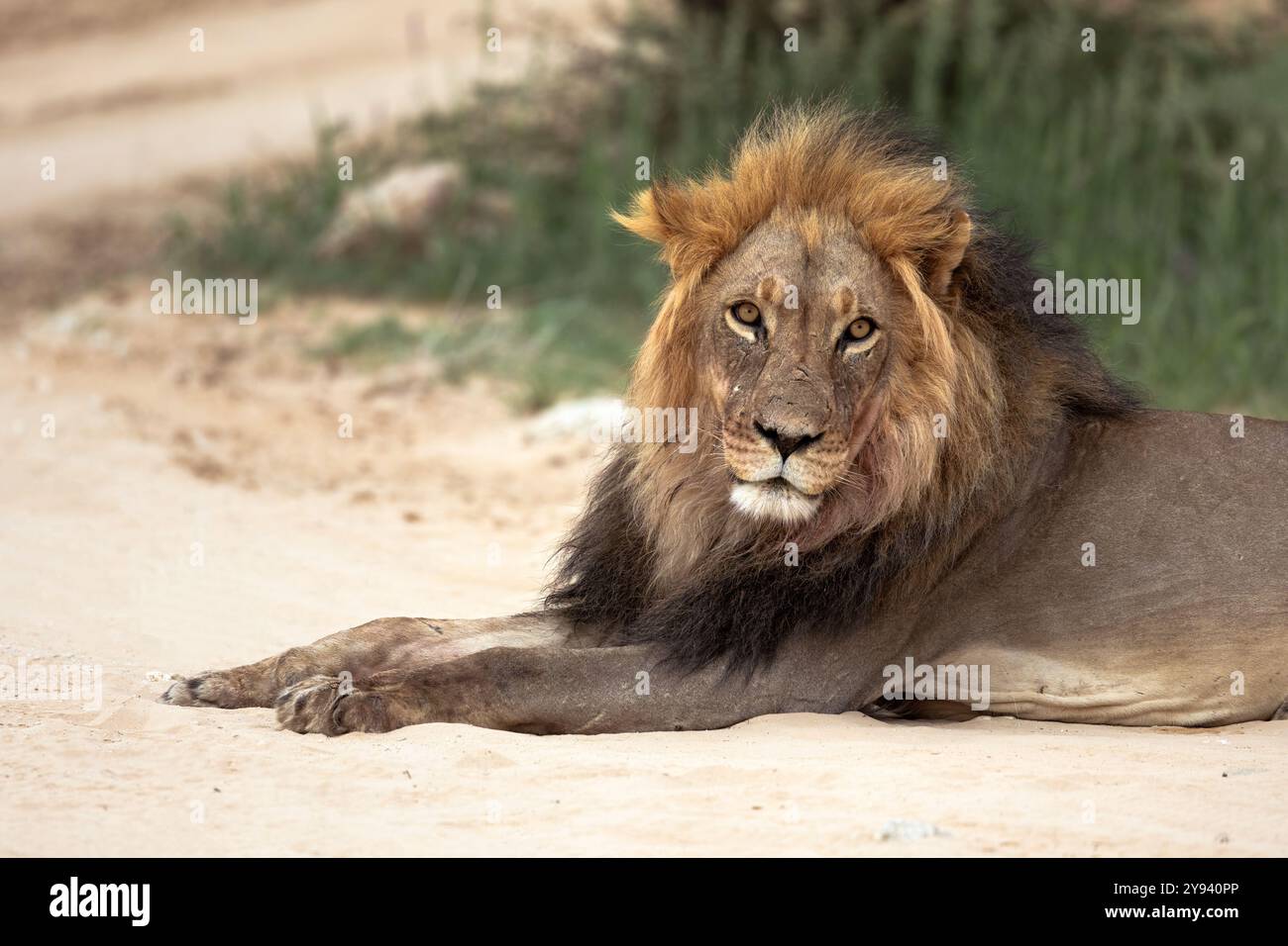Löwe (Panthera Leo), Kgalagadi Transfrontier Park, Northern Cape, Südafrika, Afrika Stockfoto