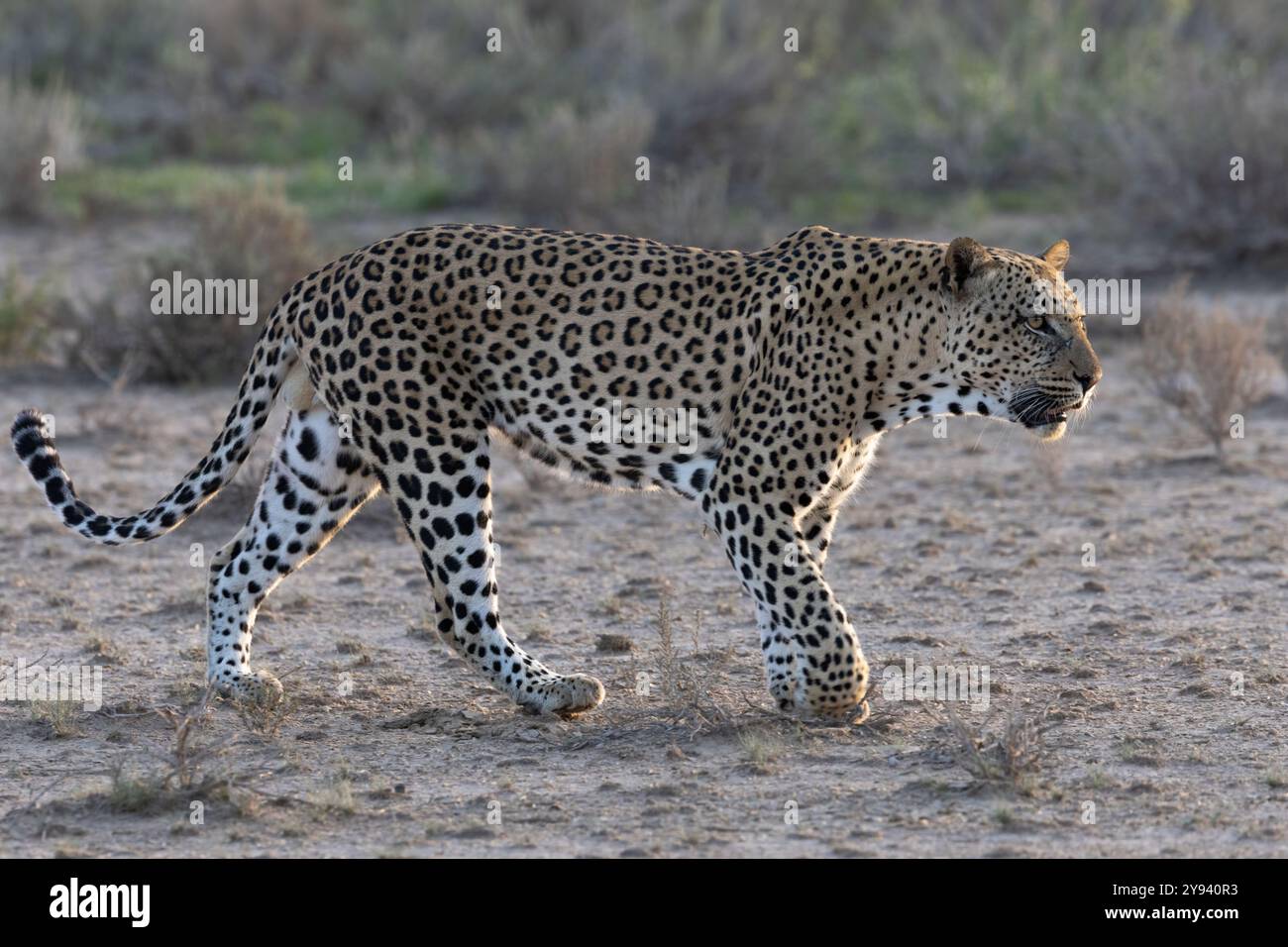 Leopard (Panthera pardus) männlich, Kgalagadi Transfrontier Park, Nordkap, Südafrika, Afrika Stockfoto