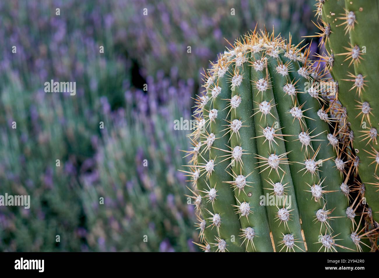 Close-up eines Kaktusses vor unscharfem Hintergrund von Lavendelpflanzen Stockfoto